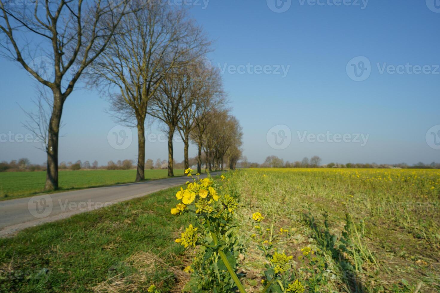 A row of trees photo
