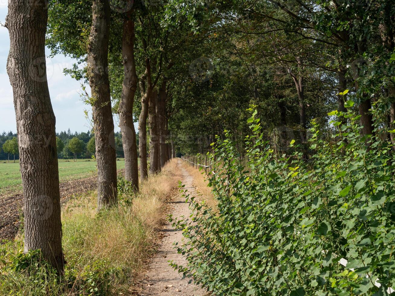 A row of trees in westphalia photo