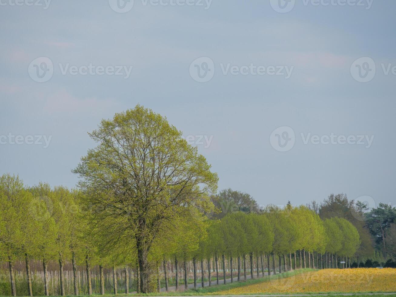 A row of trees photo
