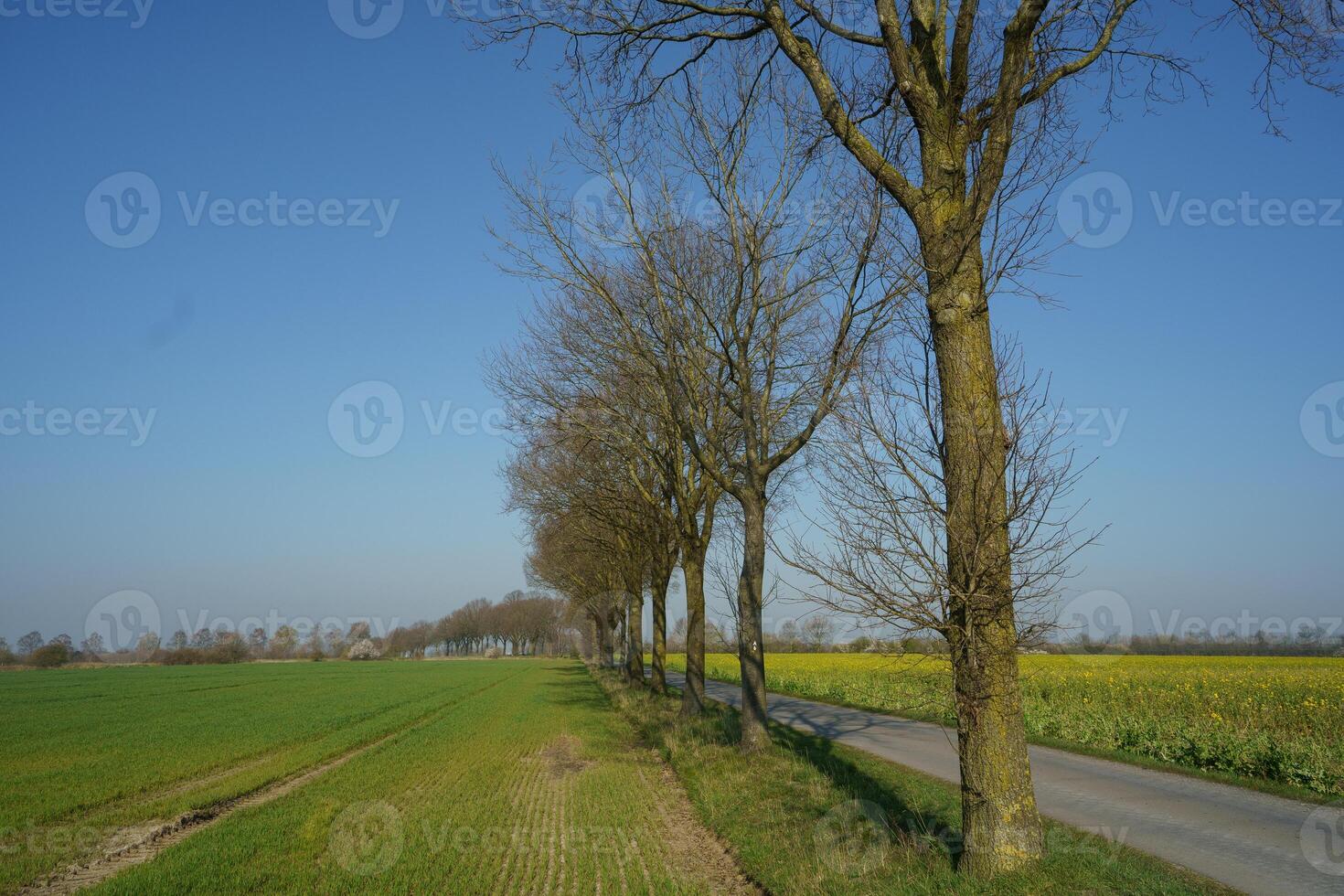 A row of trees photo