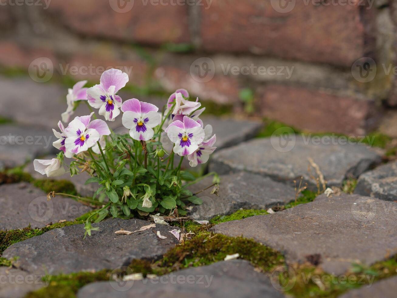 A small flower growing out of a crack in the cobblestone photo
