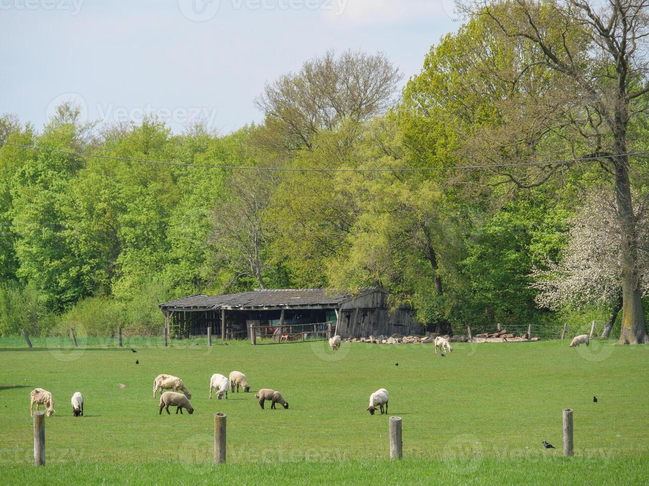A herd of sheep grazing in a field photo