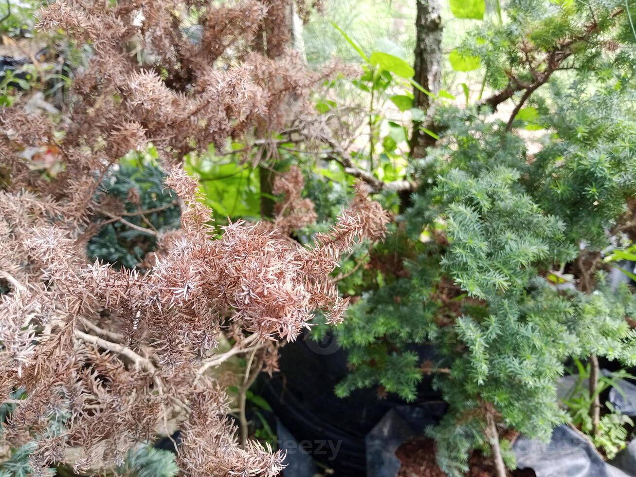 A comparison of a healthy and an unhealthy Cypress tree. The healthy tree has lush green needles, while the unhealthy one has mostly brown, dry needles. photo