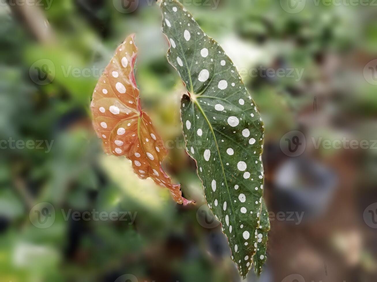 Begonia maculata. Two polka dot begonia leaves with a soft, blurred natural background. photo