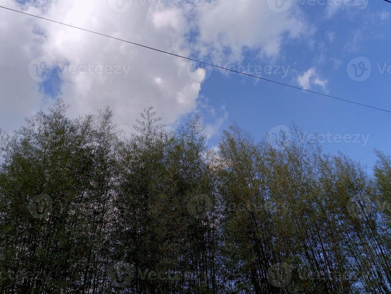 A blue sky with white clouds and power lines above a green bamboo forest. photo