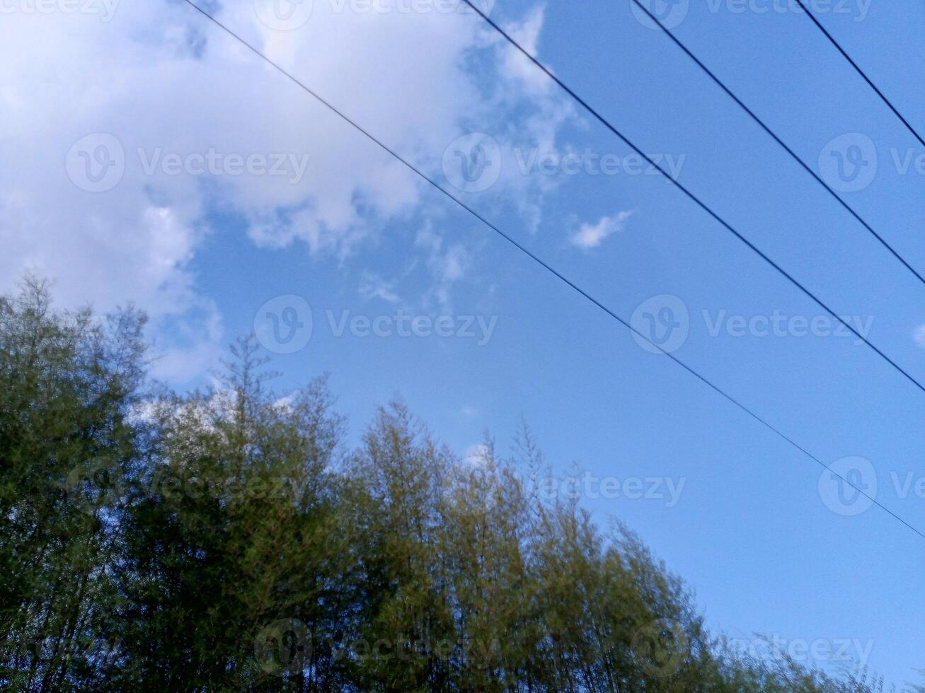 A blue sky with white clouds and power lines above a green bamboo forest. photo