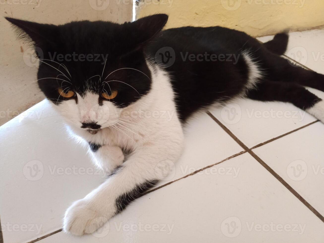 A bicolor cat with a tuxedo pattern is relaxing on a tiled surface. The cat has striking yellow eyes and a distinctive black and white coat photo