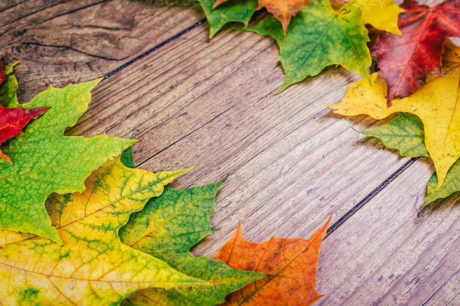 Autumn background with colorful fall maple leaves on rustic wooden table. Thanksgiving holidays concept. Green, yellow and red autumn leaves. Selective focus. photo