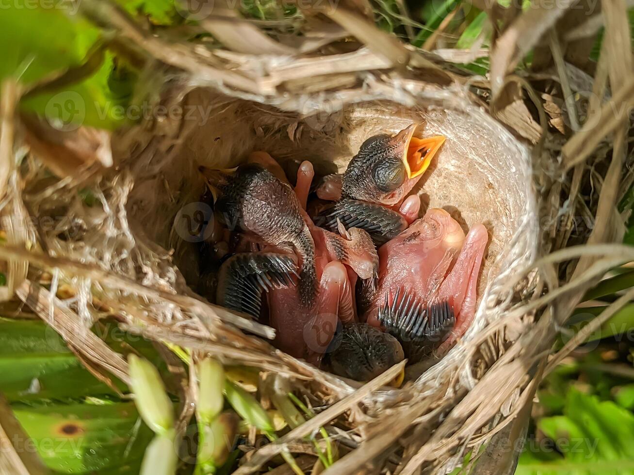Overhead view of a nest with baby birds nestled inside, surrounded by lush greenery. The open beaks and soft down feathers highlight the tender nature of these newborn creatures. photo