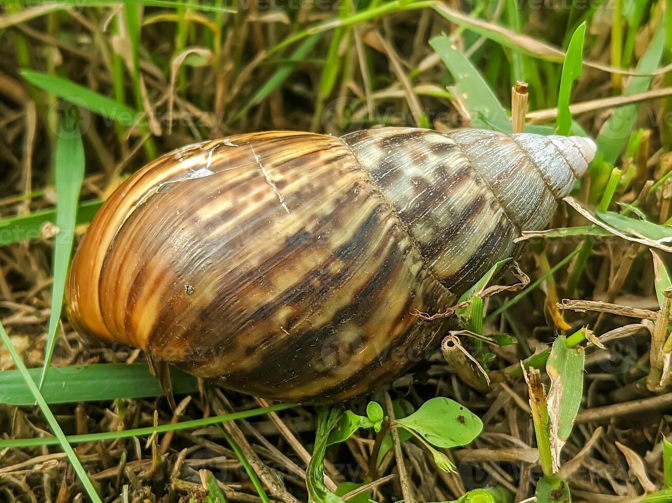 Close-up image of a brown snail shell resting on grass. photo