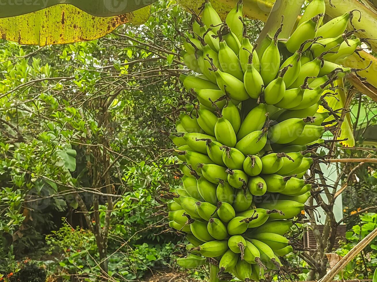 A vibrant cluster of unripe bananas hangs gracefully from a tree, surrounded by lush green foliage. photo