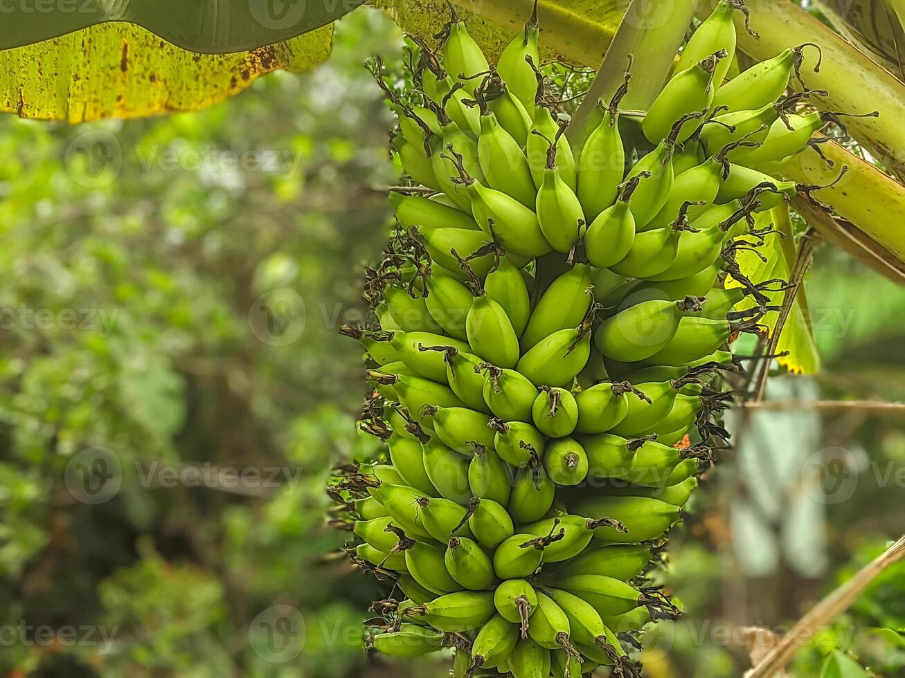 Close-up of a banana bunch, each fruit vivid in its green hue, swaying gently in the breeze. This image captures the essence of tropical agriculture and organic produce in its raw form. photo