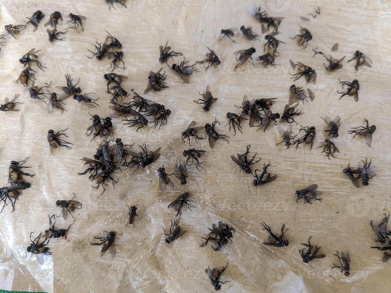 Close-up of numerous flies caught on a glue trap, emphasizing successful insect management. photo