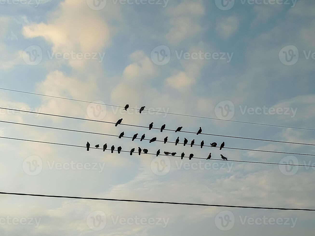 Birds perch in orderly rows on power lines under a serene, cloud-speckled sky. The scene captures a moment of quietude and balance in nature's daily rhythm. photo