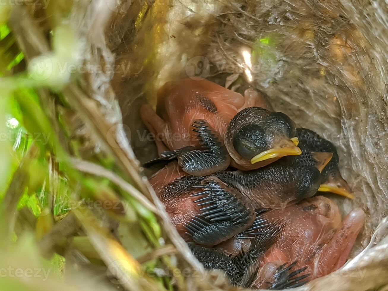Close-up of a nest with newborn birds nestled together, showcasing delicate feathers and closed eyes. The natural setting highlights the beauty of wildlife and the tender beginnings of life. photo