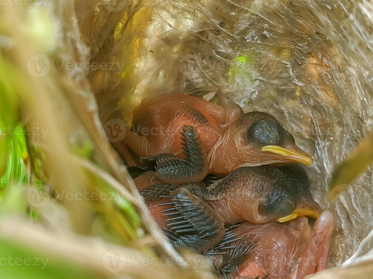 Intimate view of baby birds in their cozy nest, surrounded by woven twigs. The image captures the essence of innocence and the nurturing environment provided by nature. photo