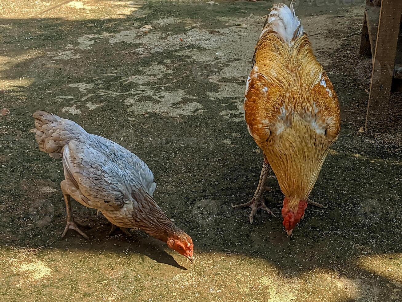 Two chickens pecking on a sunlit dirt ground, showcasing natural behavior and farm life, ideal for themes related to agriculture and rural living. photo