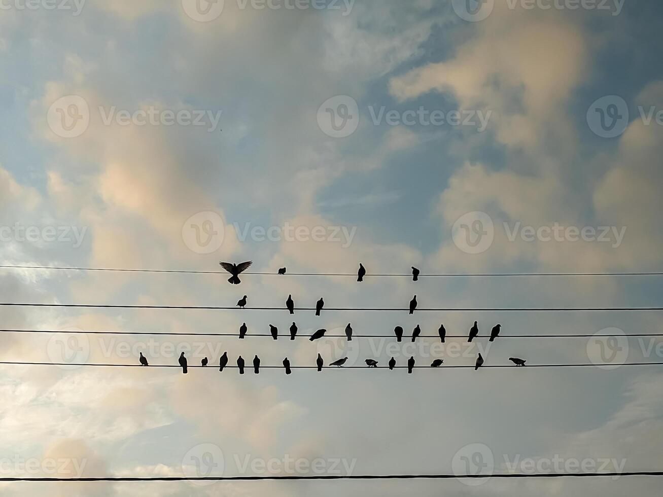 A tranquil assembly of birds perched on power lines, silhouetted against a pastel sky. The solitary bird in flight enhances the dynamic balance in this serene natural tableau. photo