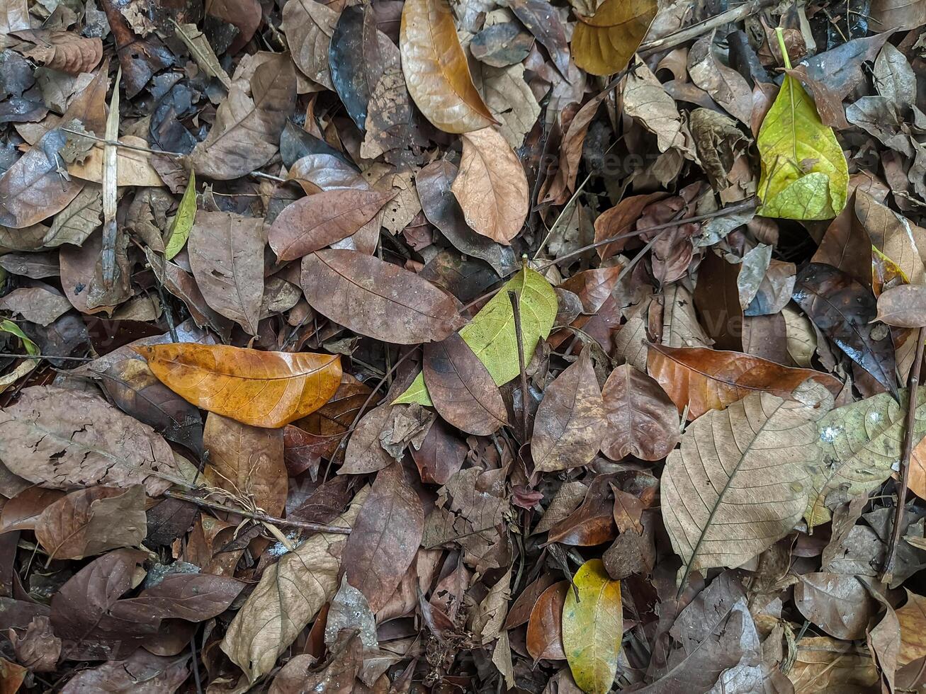 A close-up of fallen leaves in various stages of decay, showcasing a rich tapestry of browns, oranges, and greens, ideal for autumn and natural themes. photo