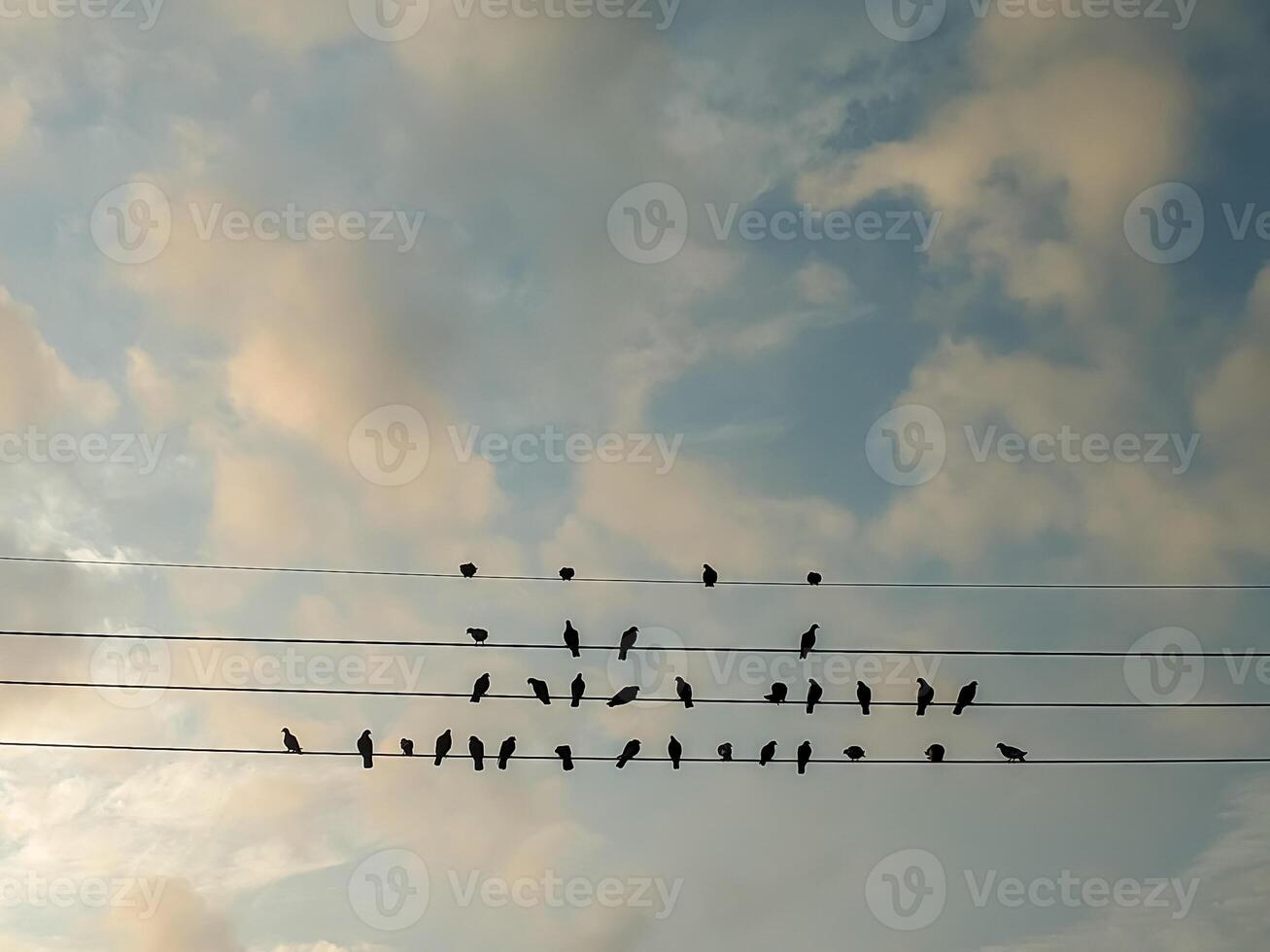 A group of birds sits closely on power lines, silhouetted against the soft hues of a morning sky. The arrangement creates a rhythmic pattern, evoking a sense of unity and calm. photo