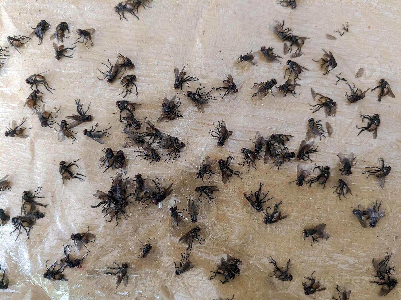 Detailed view of flies on an adhesive surface, showcasing efficient pest management. photo