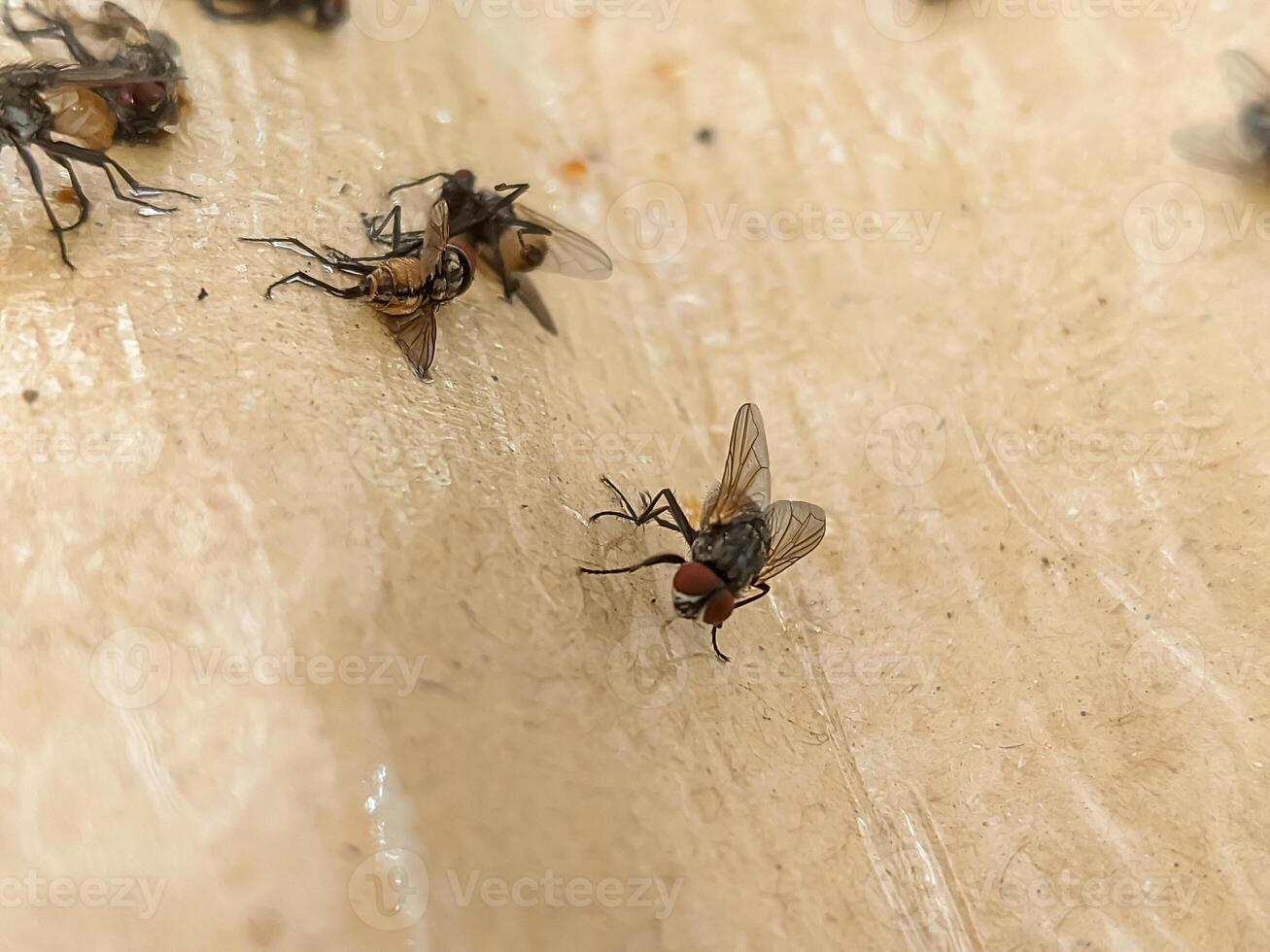 Detailed shot of flies caught on a glue trap, emphasizing efficient insect management. photo