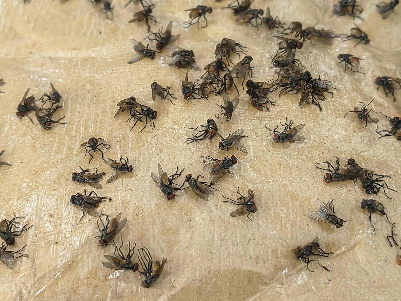 A multitude of flies adhered to a sticky trap, showcasing effective pest control. photo
