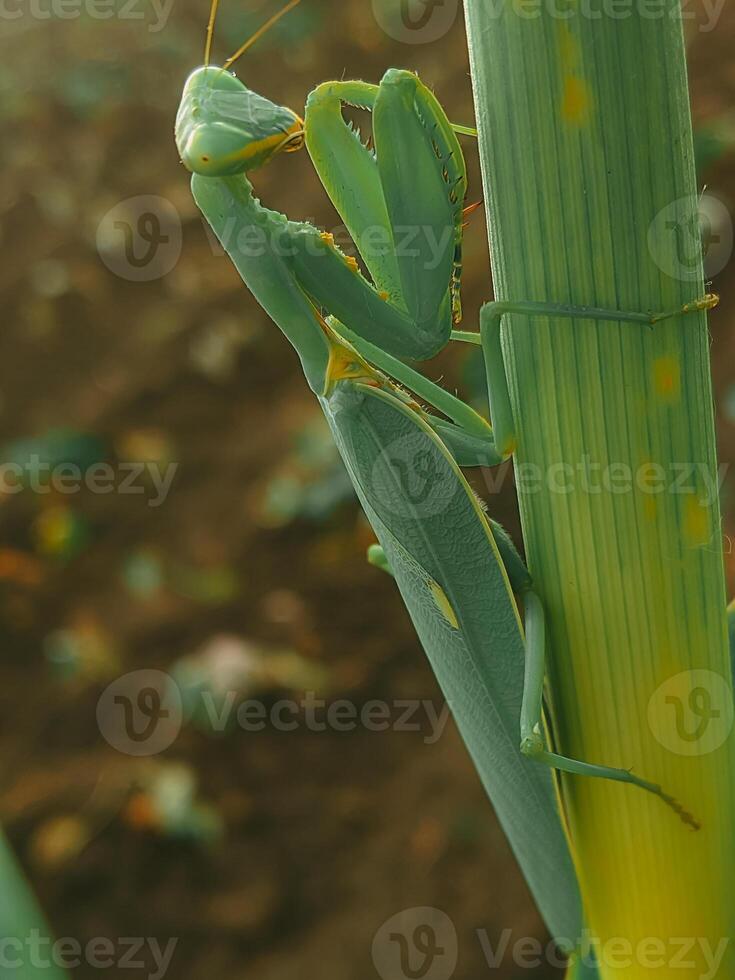 Side view of a praying mantis clinging to a green stalk, showcasing its slender body and delicate features. The image captures the insect's natural camouflage in its environment. photo