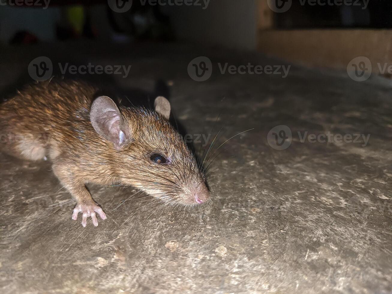 A rat resting on a rough ground, illustrating its natural habitat and the intricate features of its anatomy, such as its ears and fur texture. photo