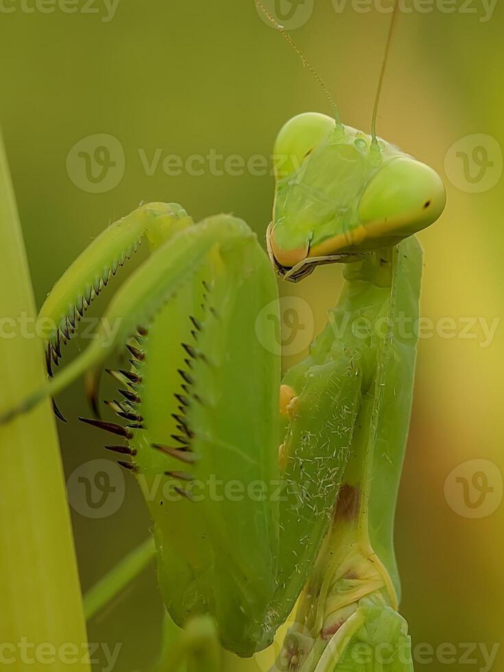 Close-up of a praying mantis showcasing its distinctive green body and intricate details. The image captures the insect's natural elegance and poised stance in its habitat. photo