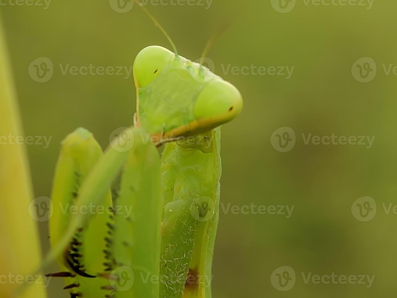 Detailed macro photograph of a praying mantis, highlighting its textured exoskeleton and focused gaze. This portrait reveals the fascinating features of this predatory insect. photo