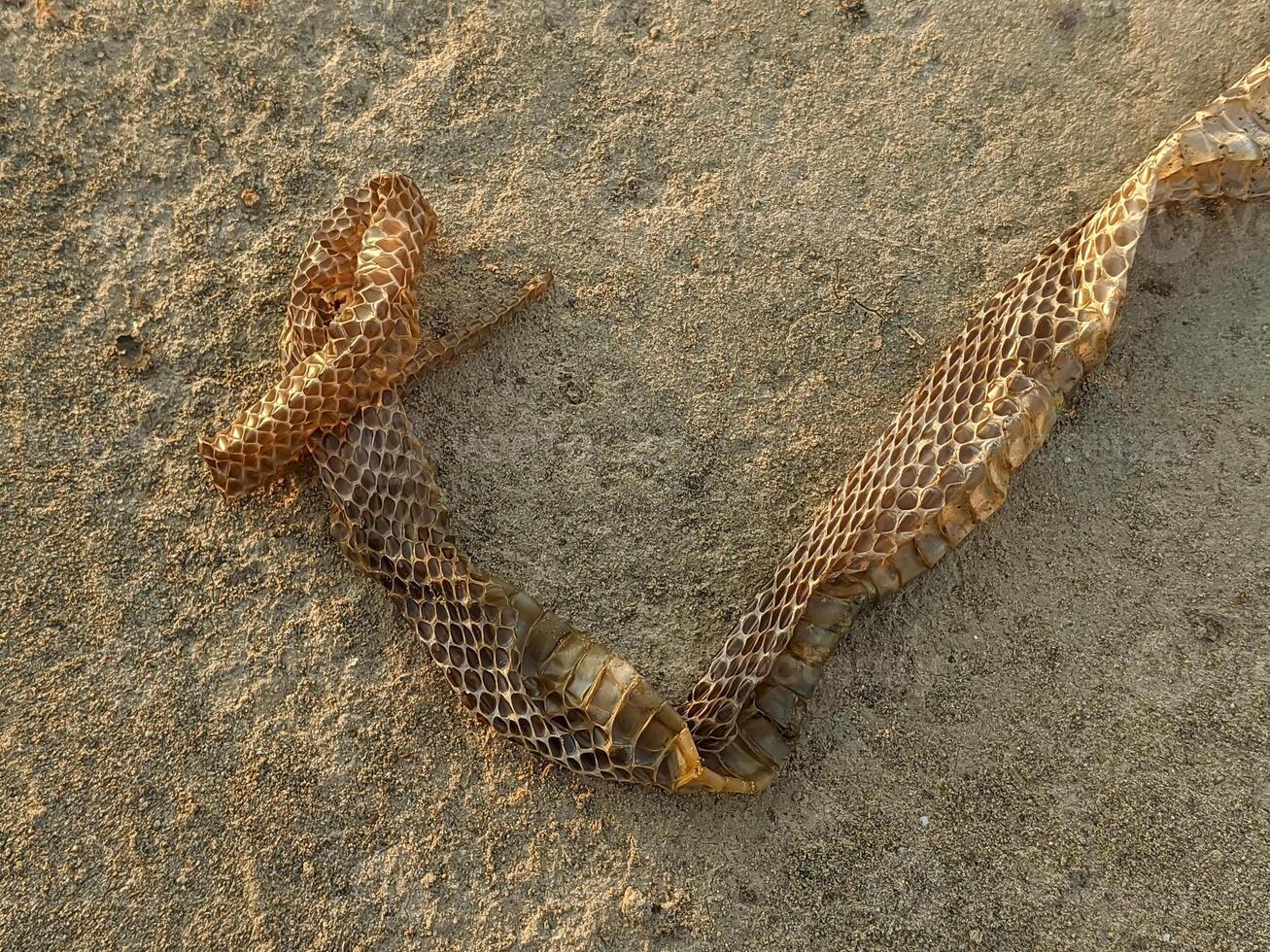 Serpentine skin lying on a dirt surface, highlighting the delicate scales and detailed structure, representing the natural process of growth and change. photo