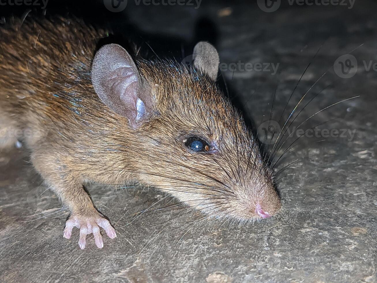 Close-up of a brown rat on a textured surface, highlighting its whiskers and fur details, capturing the essence of urban wildlife and rodent behavior. photo