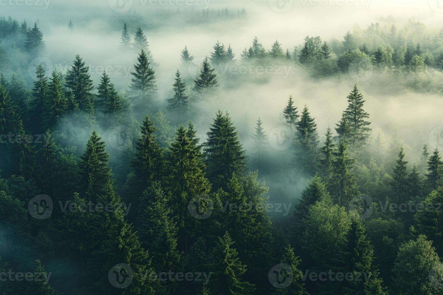 Fog rolling over evergreen coniferous forest creating magical atmosphere photo