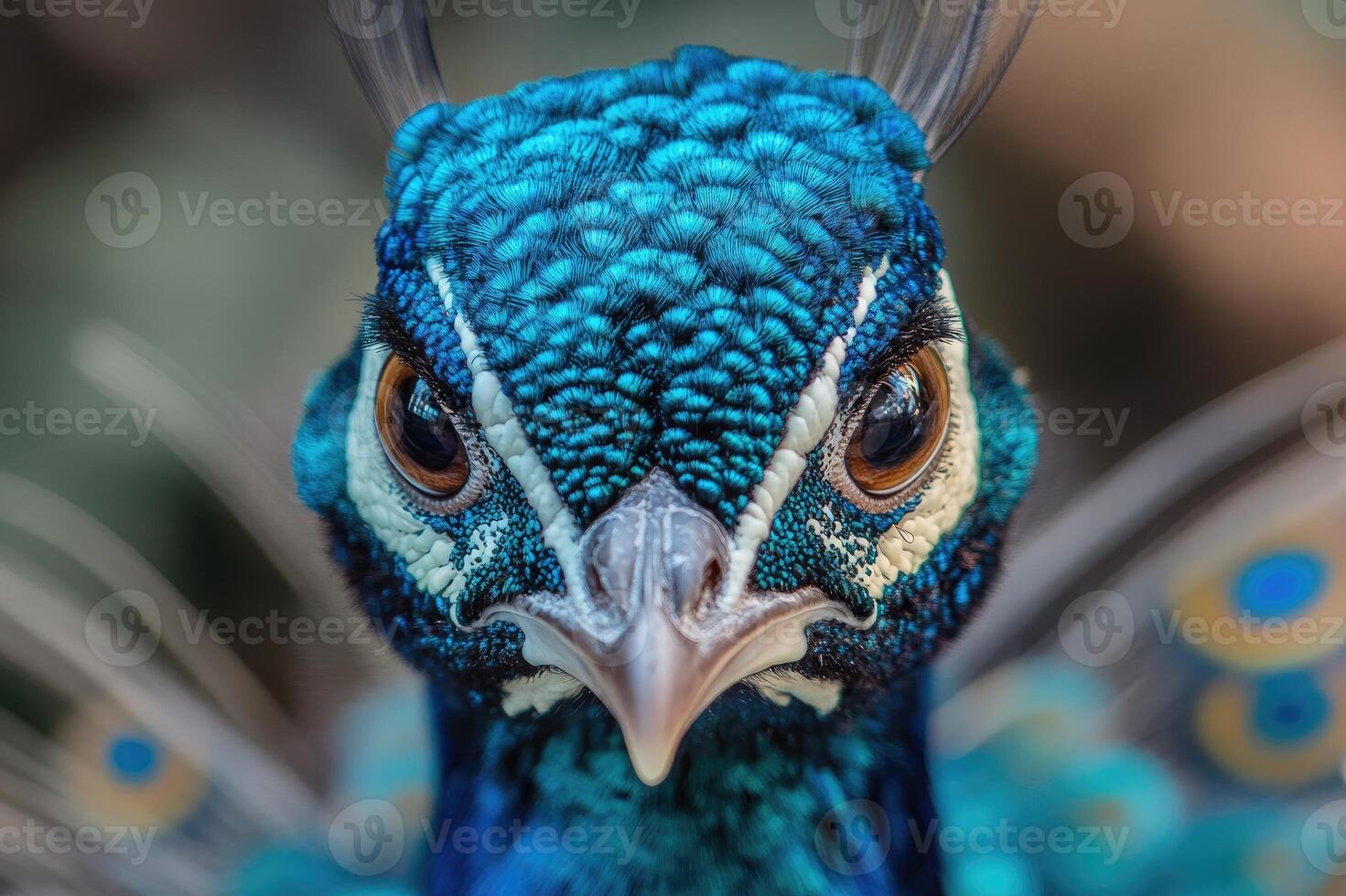 Peacock showing its beautiful blue plumage and intense gaze photo