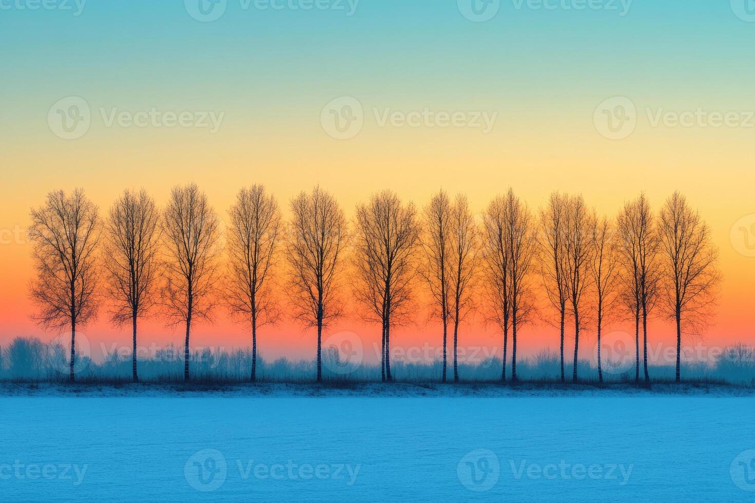 Row of bare trees standing in snowy field at sunset photo