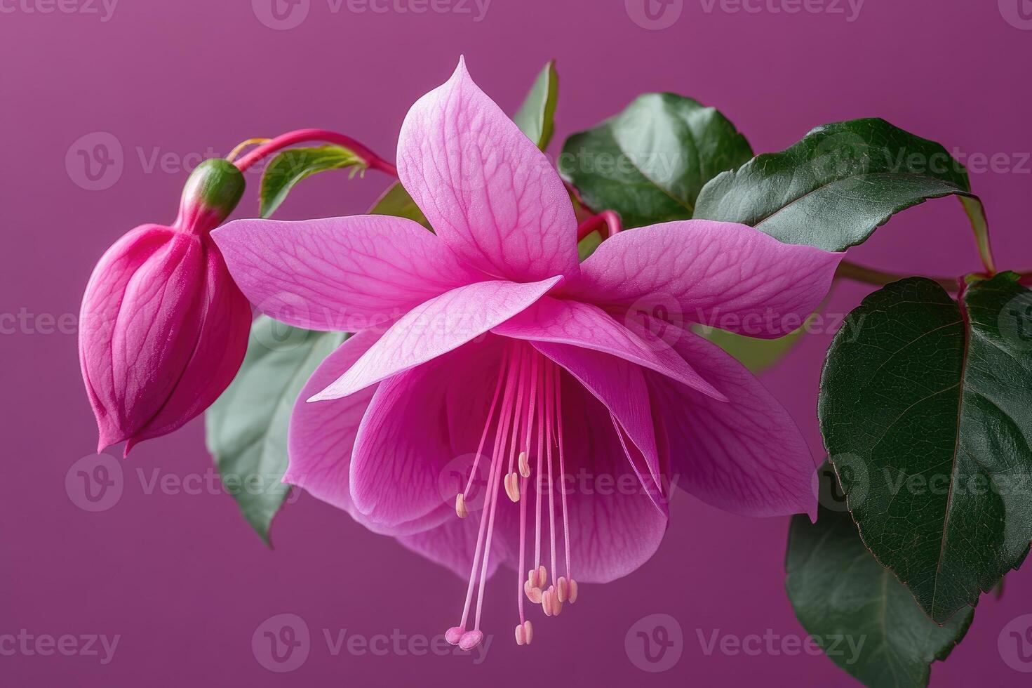 Blooming pink fuchsia flower with bud and green leaves on purple background photo