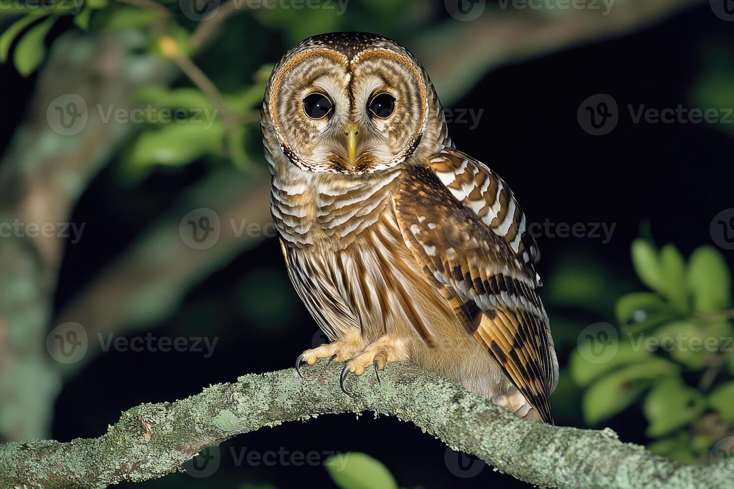 Great horned owl perched on a branch at night, staring with intense gaze photo