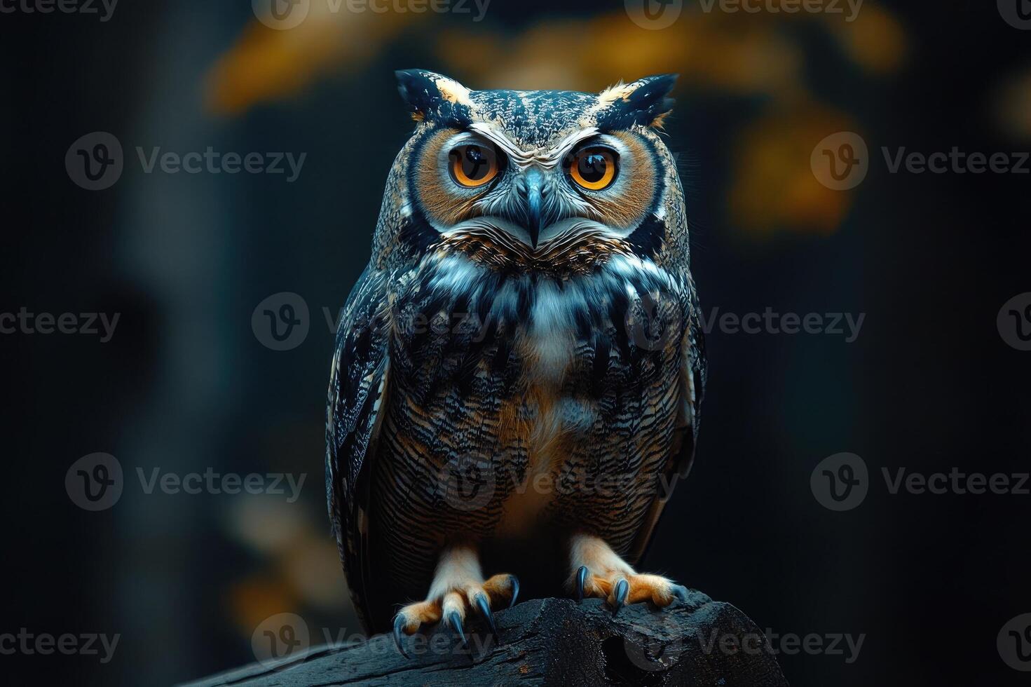 Great horned owl perched on a branch at night, staring with intense gaze photo