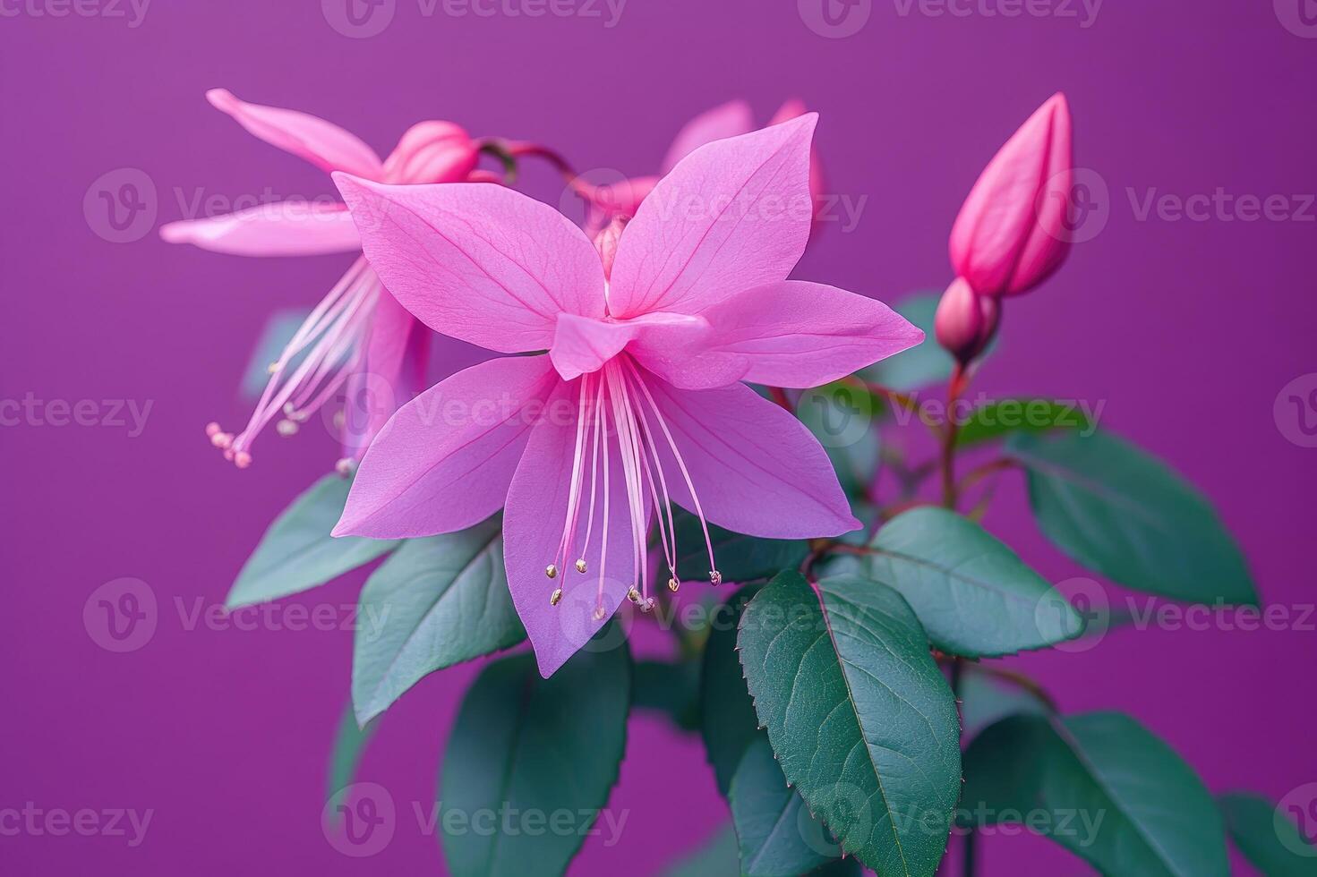 Blooming pink fuchsia flower with bud and green leaves on purple background photo