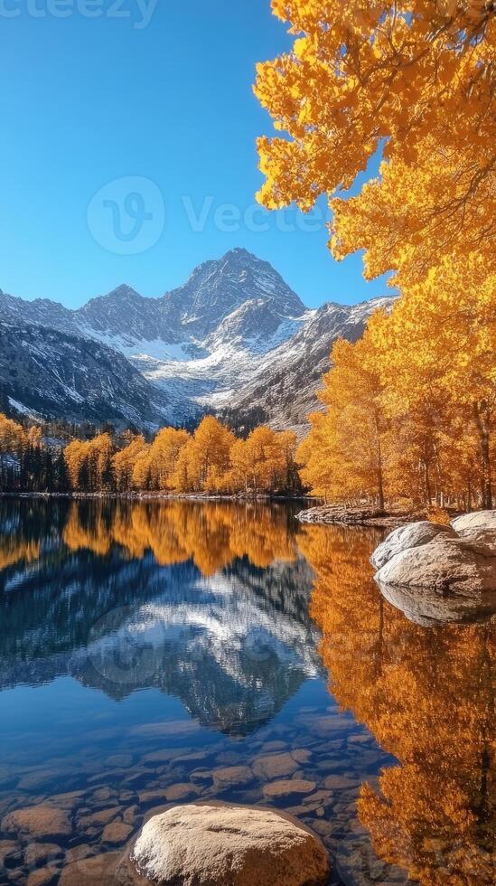 Golden aspen trees reflecting in an alpine lake with snowy mountain peaks in the background photo