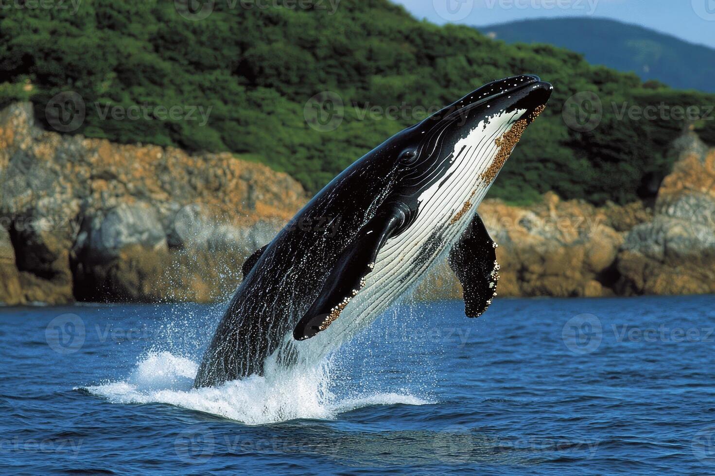 Humpback whale breaching near rocky coastline in alaska photo