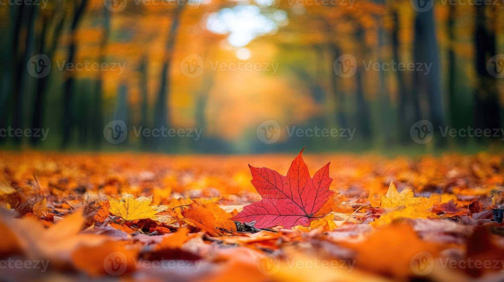 Red maple leaf resting on colorful autumn foliage in a forest photo