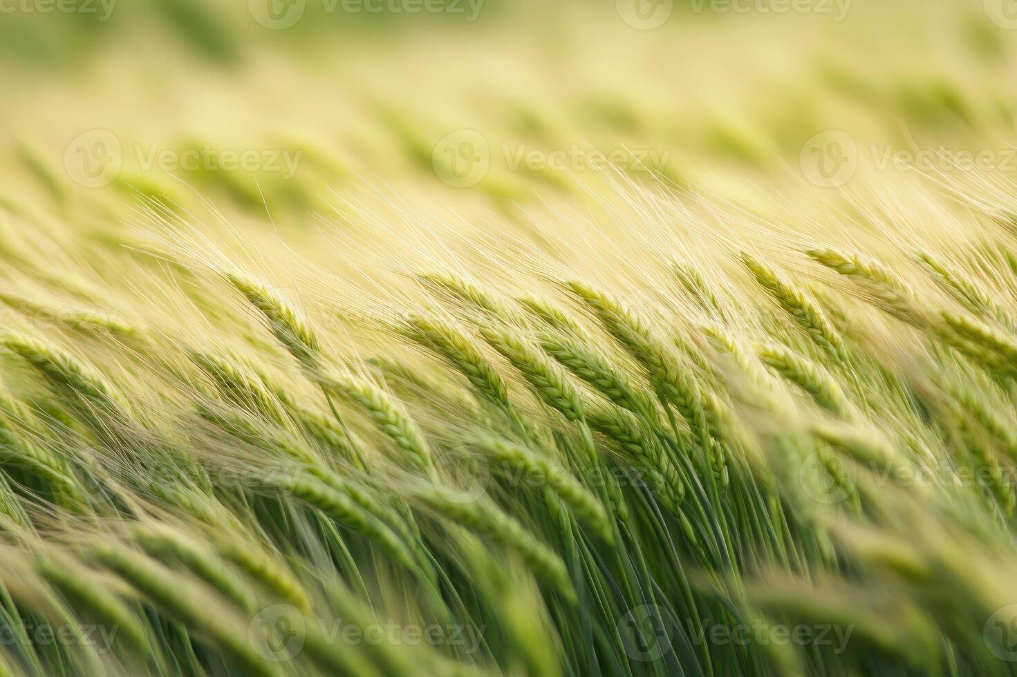 Green wheat field blowing in the wind on sunny day photo