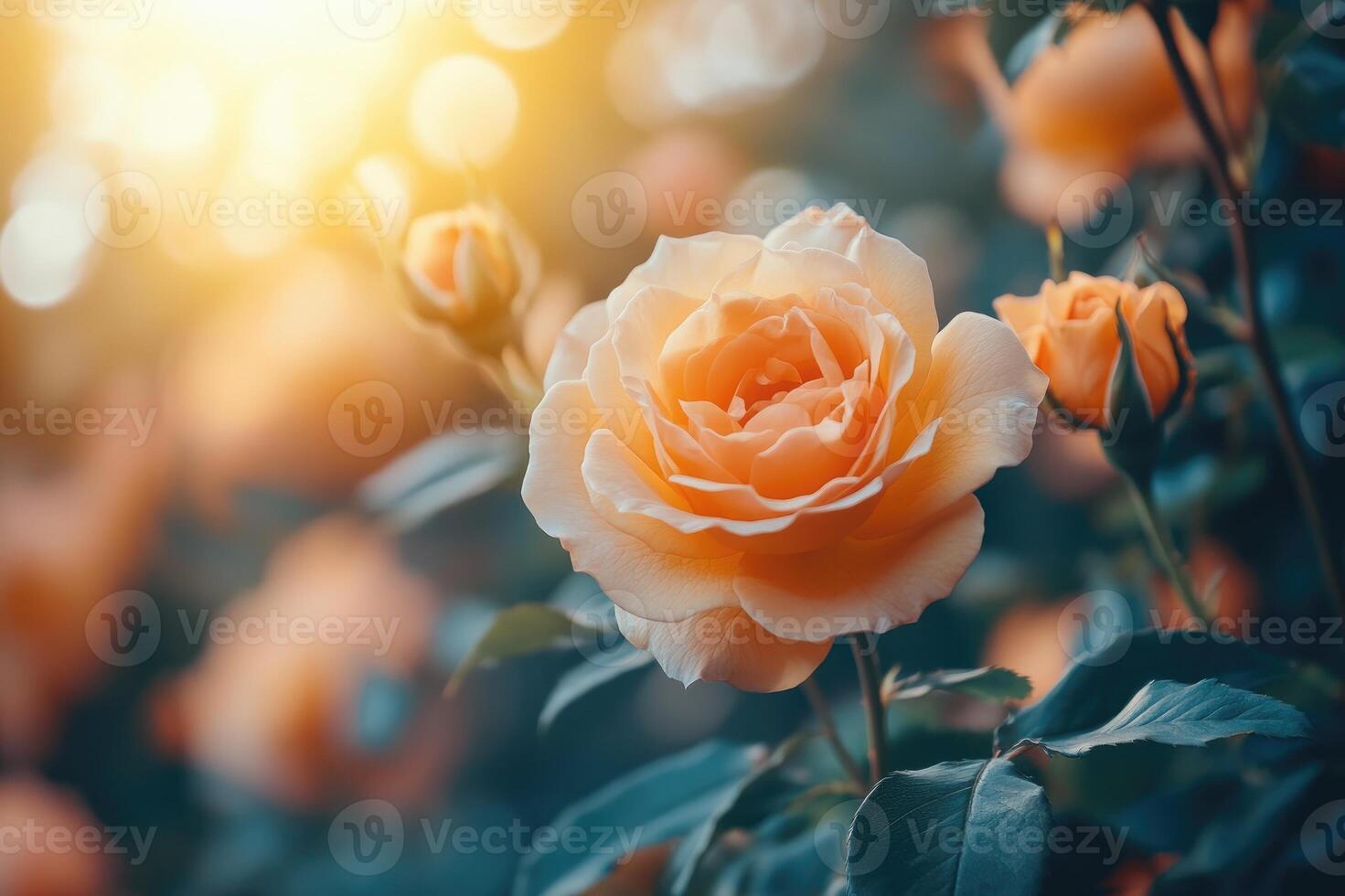 Peach rose flower growing in summer garden with bokeh and golden hour sunlight photo