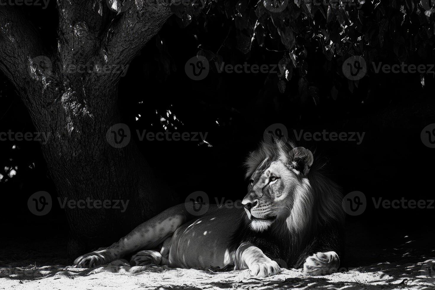 Majestic lion resting under a tree in black and white photo