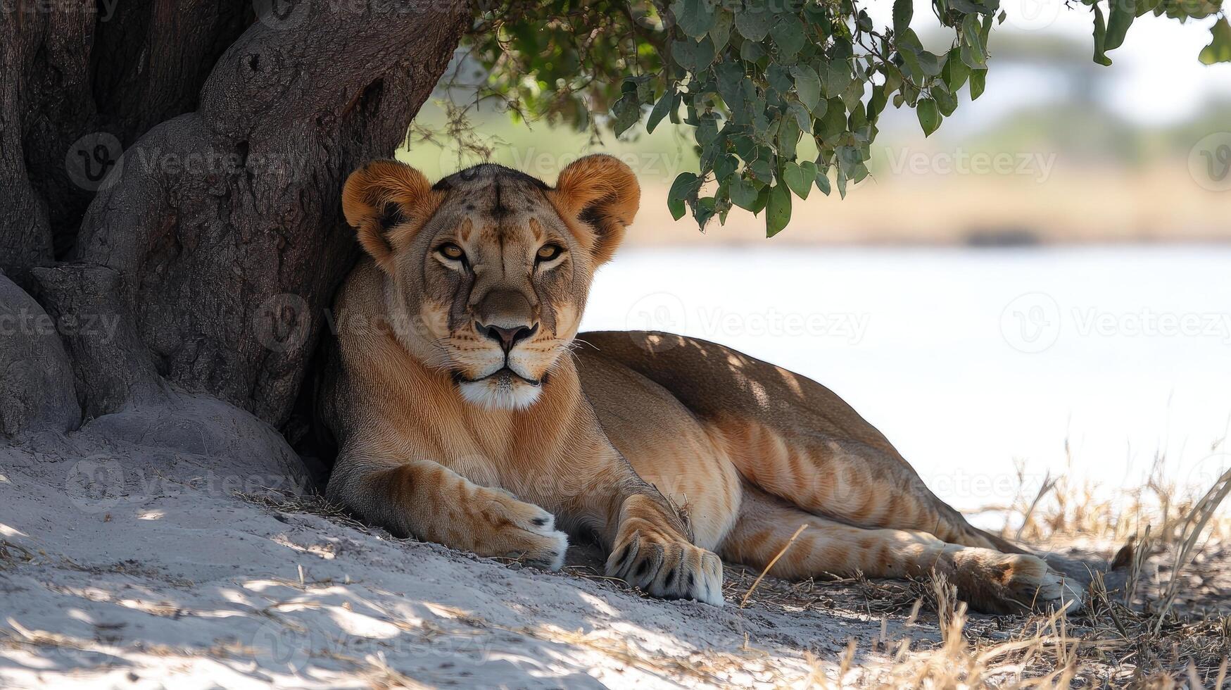 Lioness resting under tree near water in africa photo