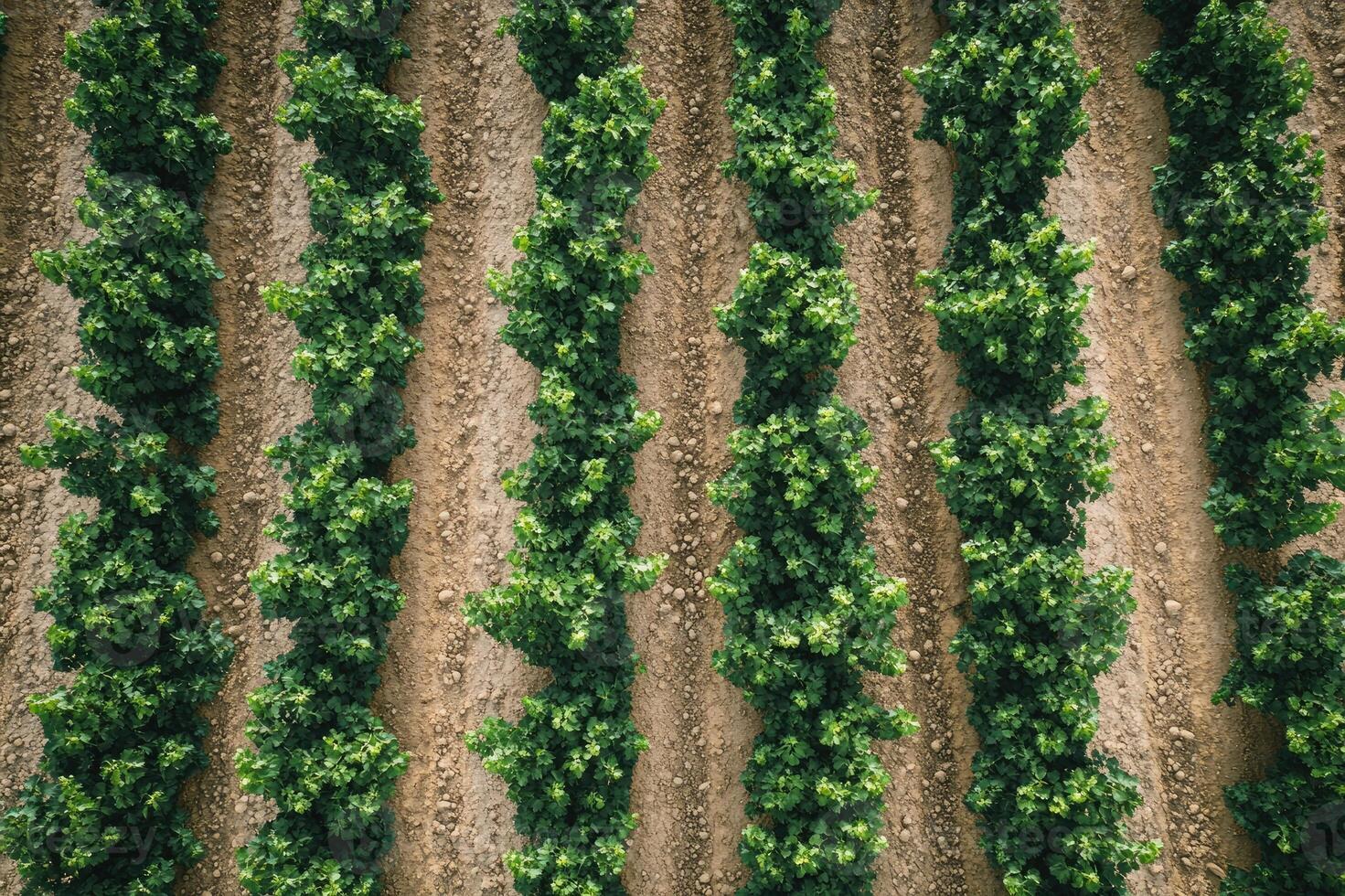 Rows of grapevines growing in a vineyard, creating a pattern of green and brown photo