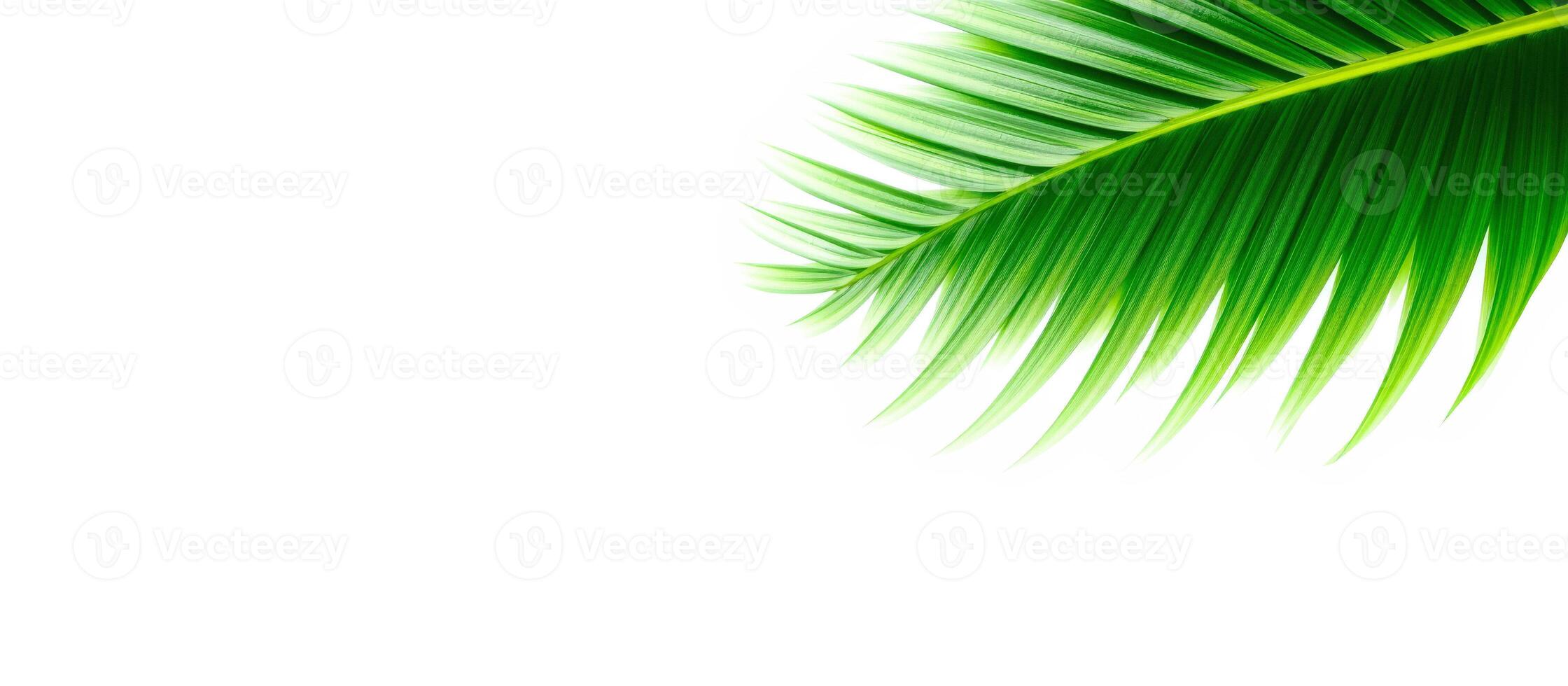 Lush Green Palm Leaf Isolated on White Background photo