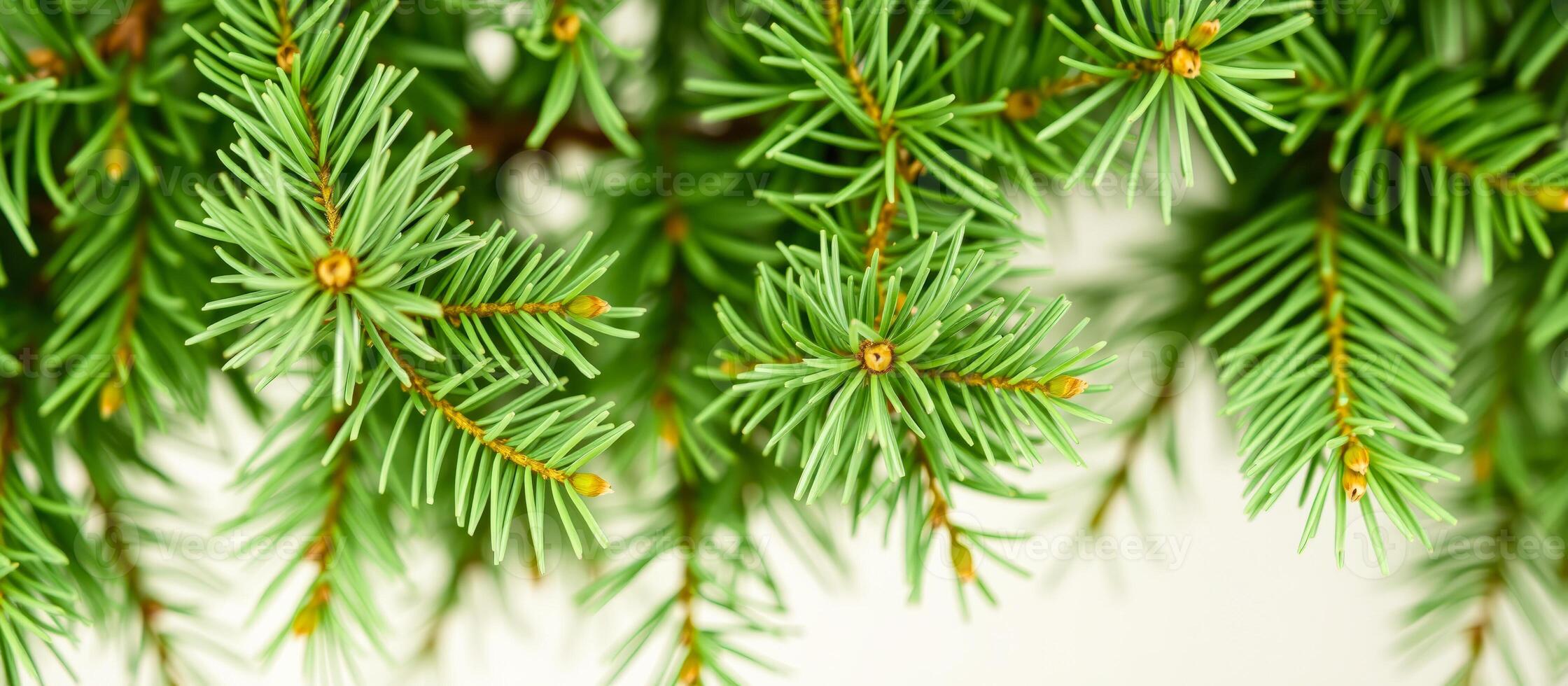 Close-up of Green Pine Needles photo